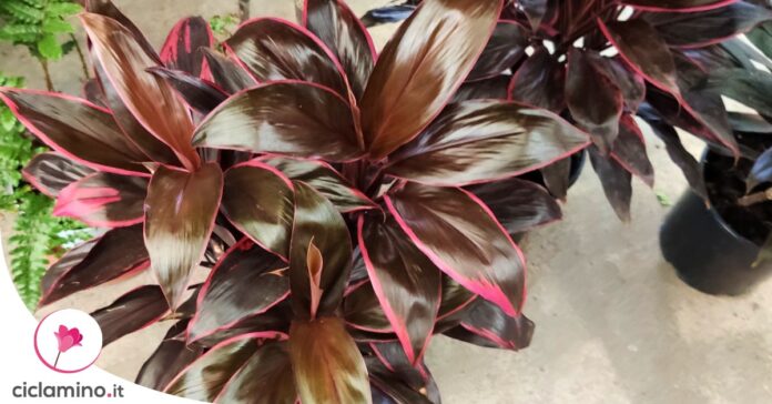 cordyline