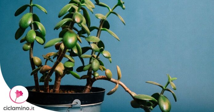 crassula-foglie-molli