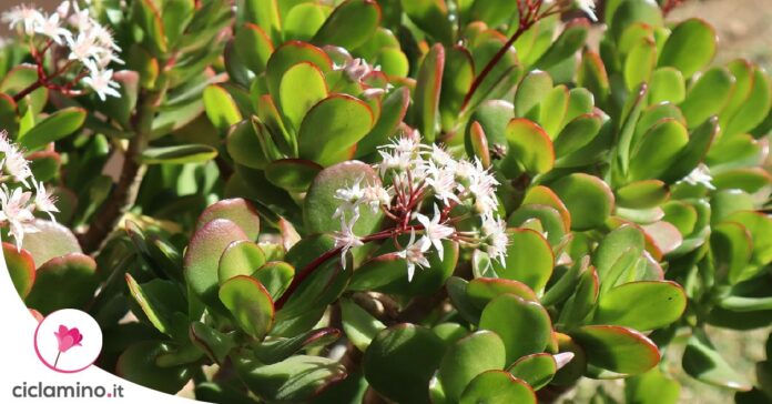 crassula-ovata