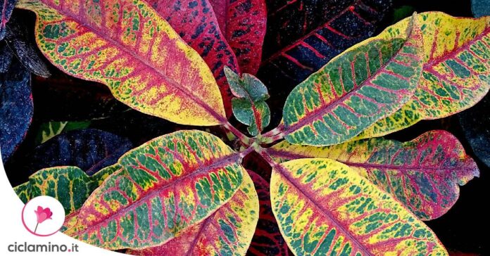croton