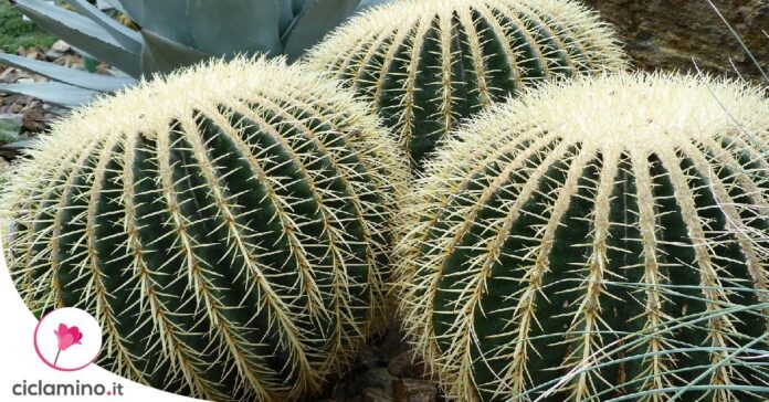 echinocactus