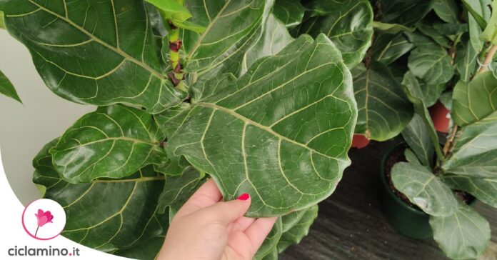 ficus-lyrata-foglie-cadenti