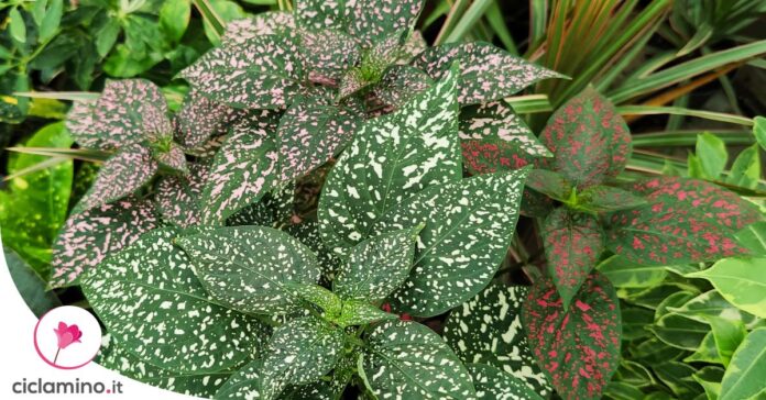 hypoestes