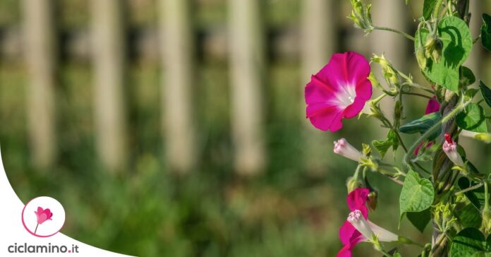 ipomoea