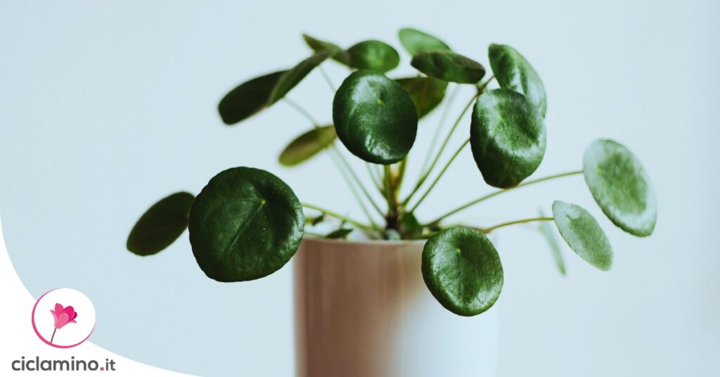 moltiplicare-pilea