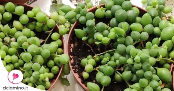 moltiplicare-senecio-rowleyanus
