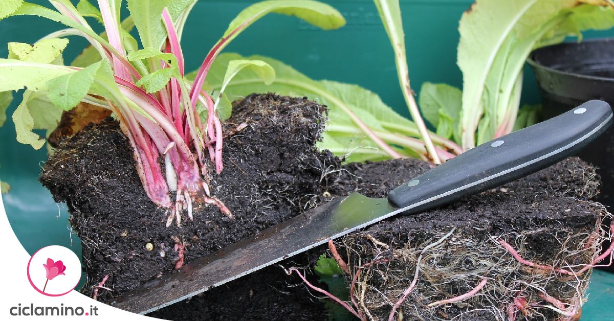 Примула мелкозубчатая деление куста. Примула мелкозубчатая деление куста. Примула размножение делением куста. Примулы делением куста. Примула размножается листьями.