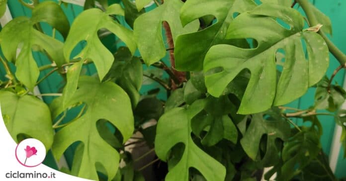 monstera-minima