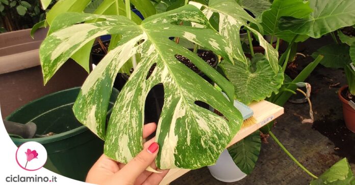 monstera-variegata