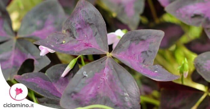 ossalide-oxalis