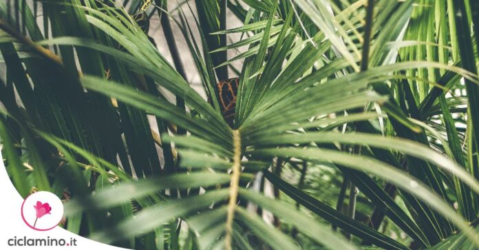 palma-areca-foglie-secche-marroni