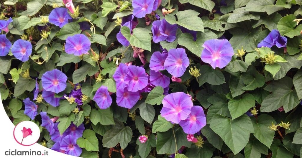 perche-ipomea-non-fiorisce