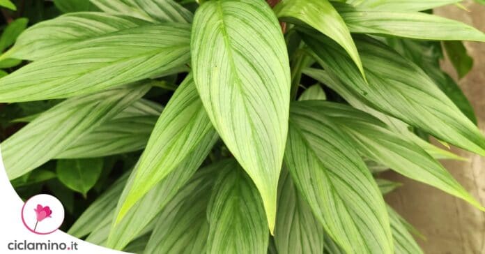 philodendron