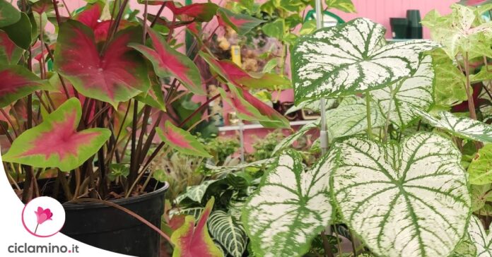 piantare-bulbi-caladium