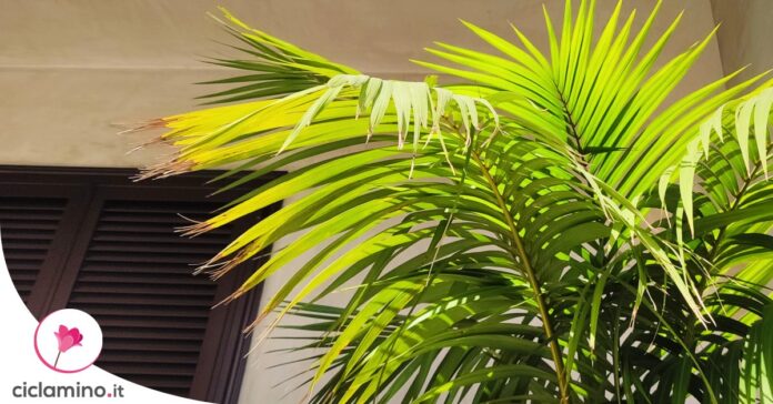 piante-tropicali-esterno