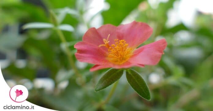 portulaca