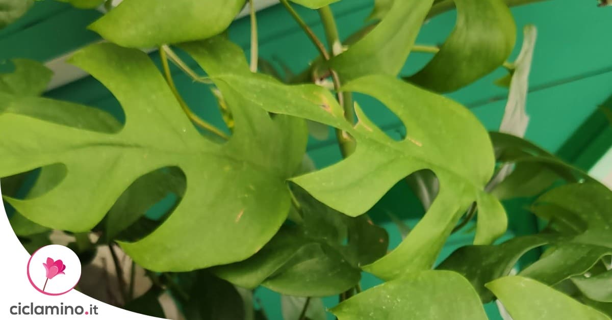 Perch la Rhaphidophora o Monstera minima ha le foglie gialle