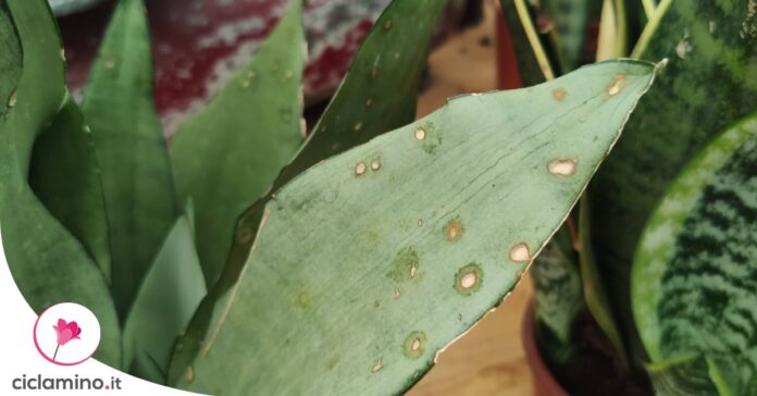 sansevieria-macchie-gialle-marroni
