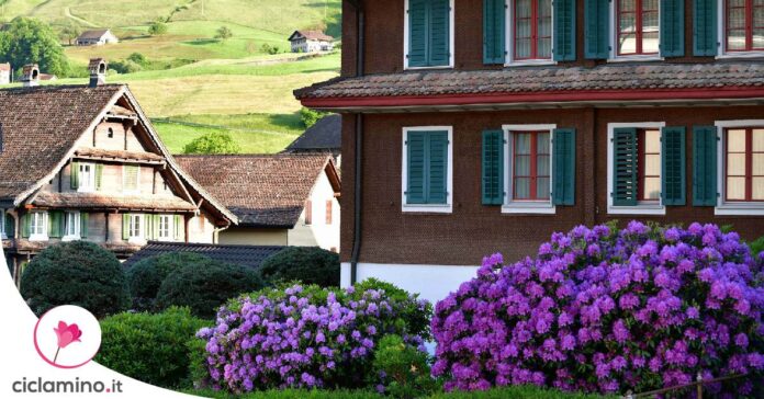 sempreverdi-giardino