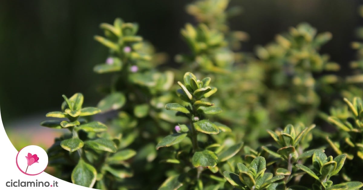 Timo limone come curare la pianta aromatica dal sapore agrumato