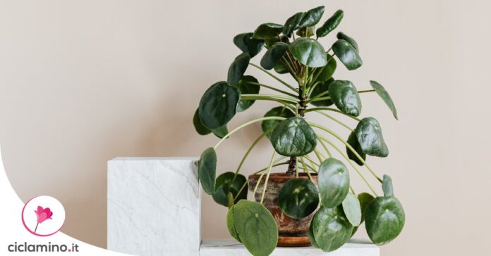 varieta-pilea