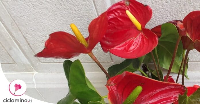 anthurium-fiorito-settembre