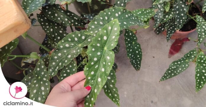 begonia-foglie-marroni