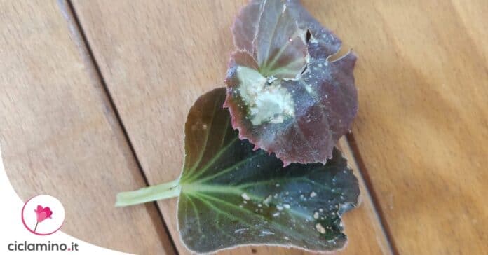 begonia-polvere-bianca-foglie