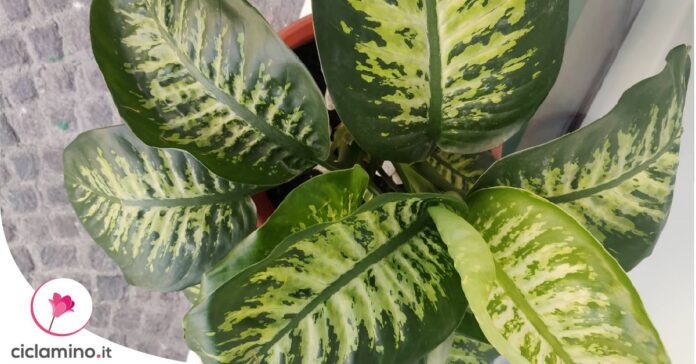 come-curare-dieffenbachia