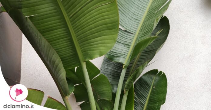 come-innaffiare-strelitzia