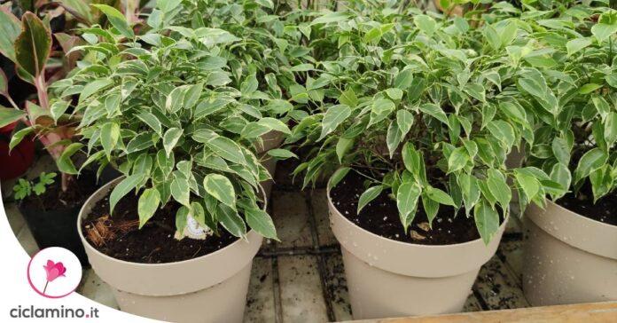 come-scegliere-vaso-ficus