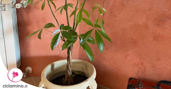 curare-pachira-intrecciata