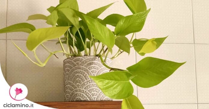 curare-pothos-settembre