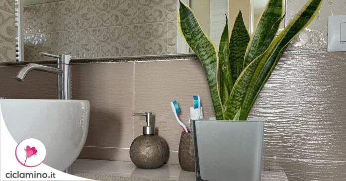 curare-sansevieria-in-bagno