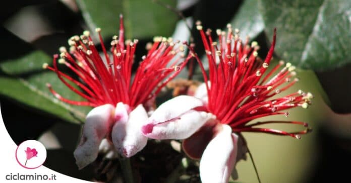 feijoa