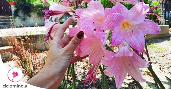 giglio-rosa-santa-candida
