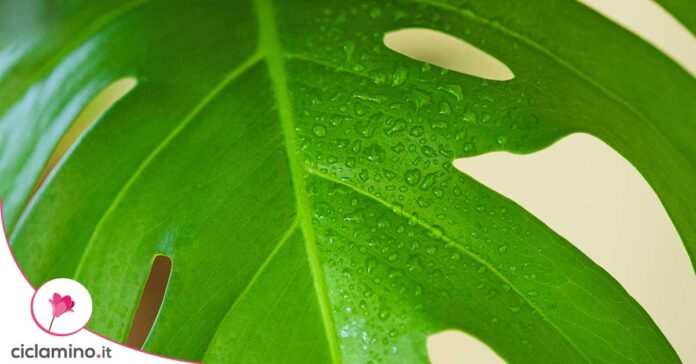 monstera-piange-rimedi