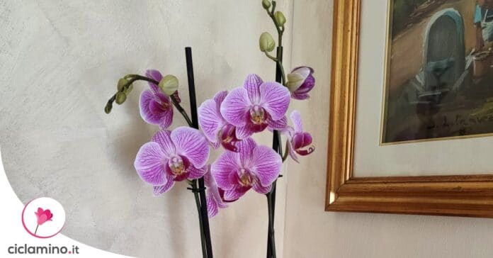 orchidea-significato