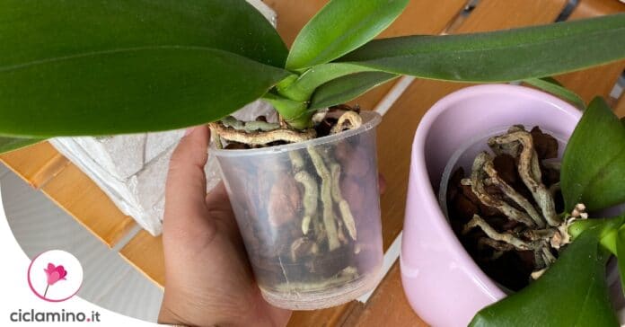 orchidea-vaso