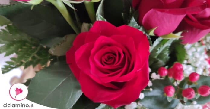 perche-rose-profumano