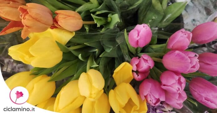 piantare-tulipani-autunno