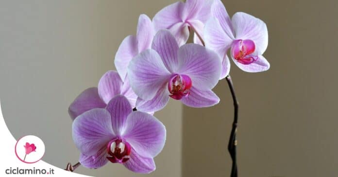 trucchi-fioritura-orchidee