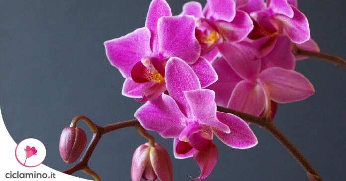 varieta-orchidee-piu-belle