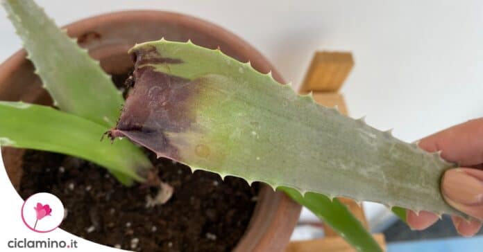 aloe-foglie-marroni