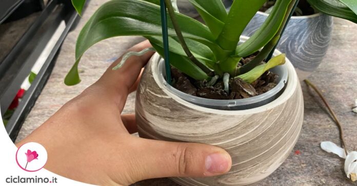 ambiente-adatto-orchidea