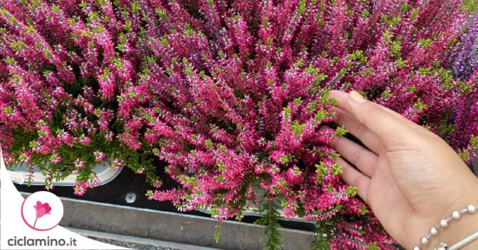 brugo-calluna-vulgaris