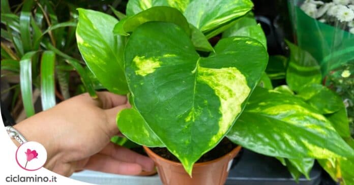 come-avere-foglie-pothos-lucide
