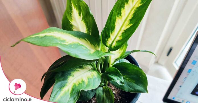 come-avere-foglie-verdi-dieffenbachia