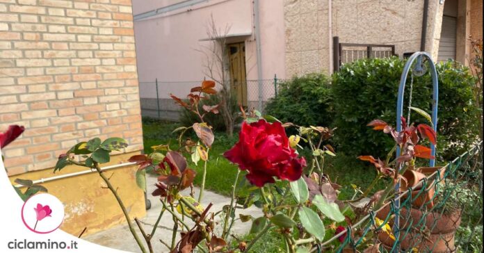 come-curare-rose-inverno
