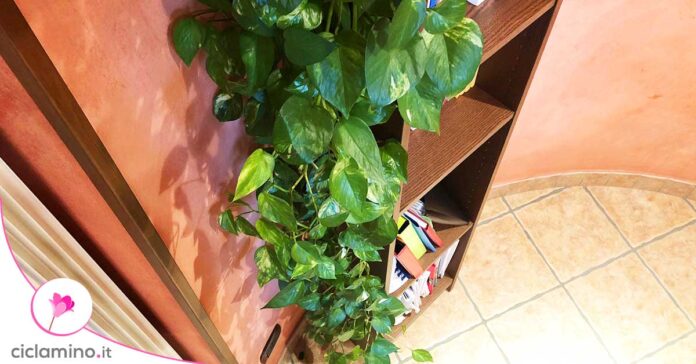 come-far-allungare-pothos